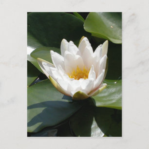 Carte Postale White Water Lily Lotus Flower