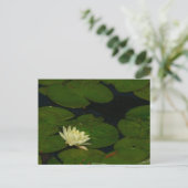 Carte Postale White Waterlily I Peaceful (Debout devant)