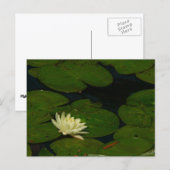 Carte Postale White Waterlily I Peaceful (Devant / Derrière)