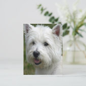 Carte postale White West Highland Terrier (Debout devant)