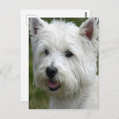 Carte postale White West Highland Terrier (Devant / Derrière)
