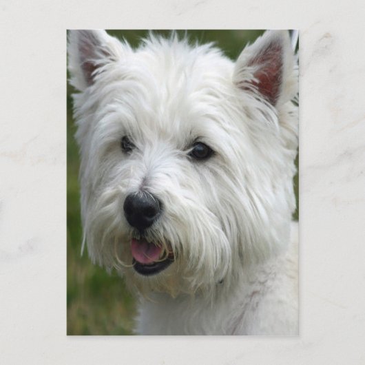 Carte postale White West Highland Terrier (Devant)