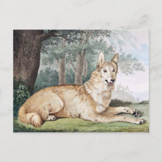 Carte Postale White Wolf Art Vintage