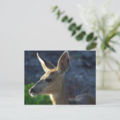 Carte Postale WhiteTail (Debout devant)