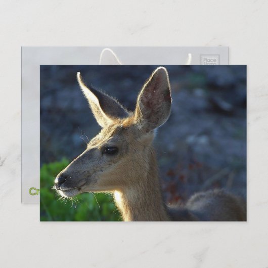 Carte Postale WhiteTail (Devant / Derrière)