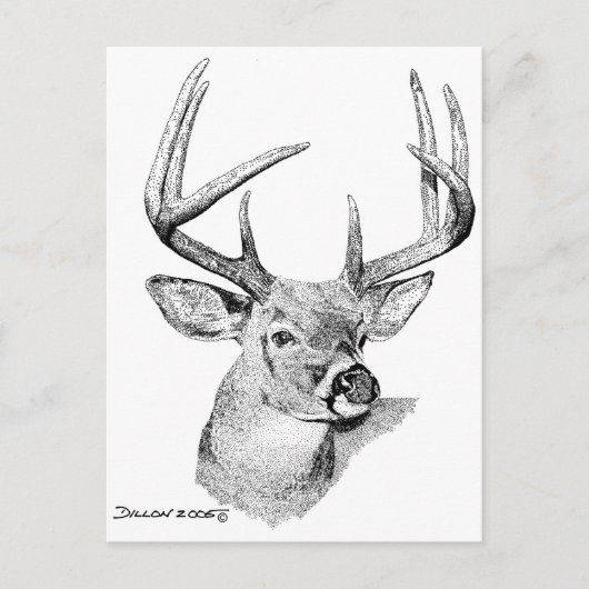 Carte Postale Whitetail Deer (Devant)