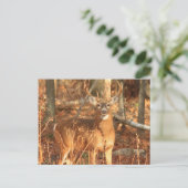 Carte Postale Whitetail Deer Buck (Debout devant)