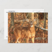 Carte Postale Whitetail Deer Buck (Devant / Derrière)