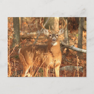 Carte Postale Whitetail Deer Buck