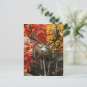 Carte Postale Whitetail En Automne (Debout devant)
