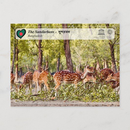Carte Postale WHS UNESCO - Les Sundarbans (Devant)