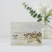 Carte Postale Wigeon et Turquoise au bord de l'eau, Art (Debout devant)