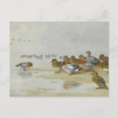 Carte Postale Wigeon et Turquoise au bord de l'eau, Art (Devant)
