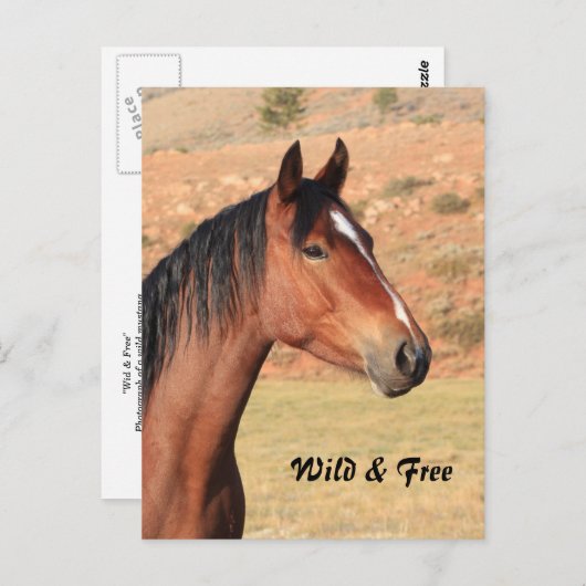 Carte postale Wild and Free Mustang (Devant / Derrière)