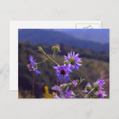 Carte postale Wild Asters (Devant / Derrière)