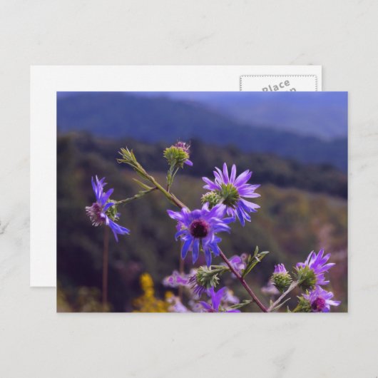 Carte postale Wild Asters (Devant / Derrière)
