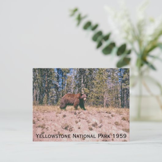 Carte Postale Wild Bear Retro Yellowstone Park 1959 (Debout devant)