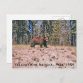 Carte Postale Wild Bear Retro Yellowstone Park 1959 (Devant / Derrière)