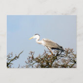 CARTE POSTALE WILD BIRD HERON (Devant)