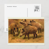Carte postale Wild Boar (Devant / Derrière)