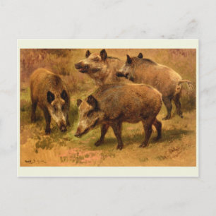 Carte postale Wild Boar