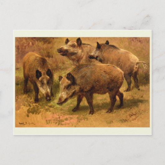 Carte postale Wild Boar (Devant)