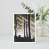 Carte Postale Wild Boar (Debout devant)