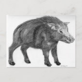 Carte Postale Wild Boar, position défensive (Devant)