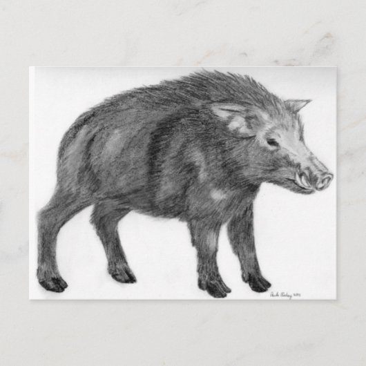 Carte Postale Wild Boar, position défensive (Devant)