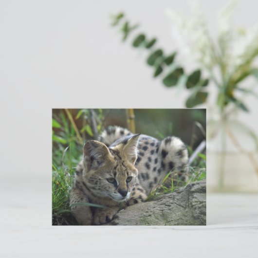 Carte Postale Wild Bobcat (Debout devant)