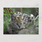 Carte Postale Wild Bobcat (Devant)