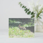 Carte postale Wild Bunny (Debout devant)