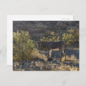 Carte Postale Wild Burro près d'Oatman, Arizona (Devant / Derrière)