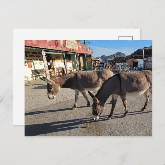 Carte Postale Wild Burros à Oatman, Arizona (Devant / Derrière)