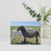 Carte Postale Wild Burros, Custer State Park, Dakota du Sud (Debout devant)