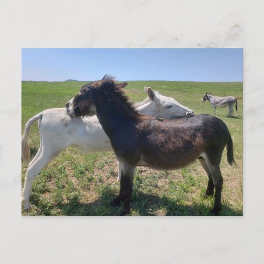 Carte Postale Wild Burros, Custer State Park, Dakota du Sud (Devant)