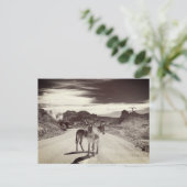 Carte Postale Wild Burros en Californie (Debout devant)