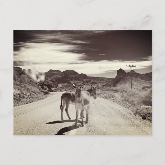 Carte Postale Wild Burros en Californie (Devant)