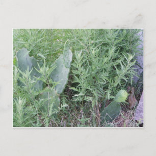 Carte Postale Wild Cactus South Texas