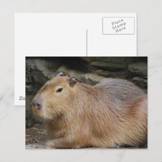 Carte postale Wild Capybara (Devant / Derrière)