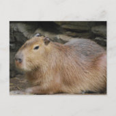 Carte postale Wild Capybara (Devant)