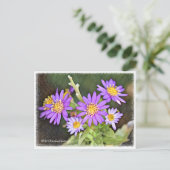 Carte Postale Wild Chrysanthemum (Debout devant)