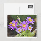 Carte Postale Wild Chrysanthemum (Devant / Derrière)