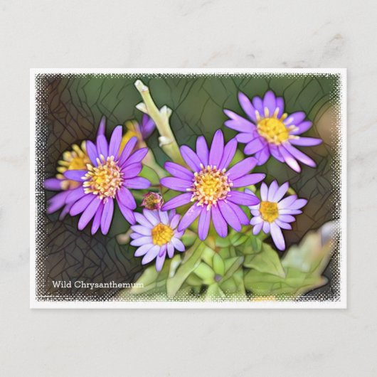 Carte Postale Wild Chrysanthemum (Devant)