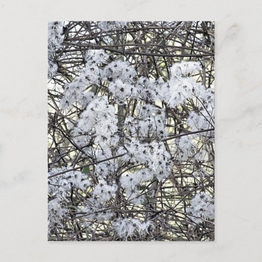 CARTE POSTALE WILD CLEMATIS (Devant)