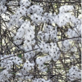 CARTE POSTALE WILD CLEMATIS