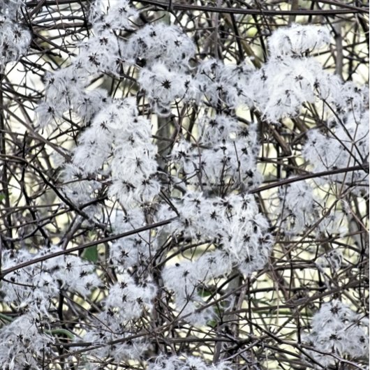 CARTE POSTALE WILD CLEMATIS