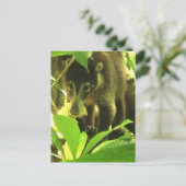 Carte postale Wild Coati (Debout devant)