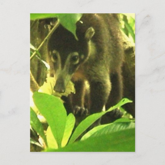 Carte postale Wild Coati (Devant)