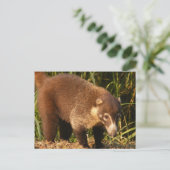 Carte postale Wild Coati Mundi (Debout devant)